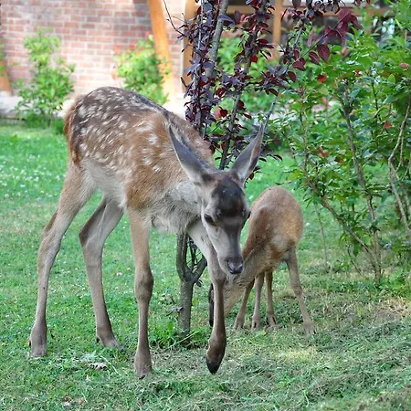 Gazelle & Bolu