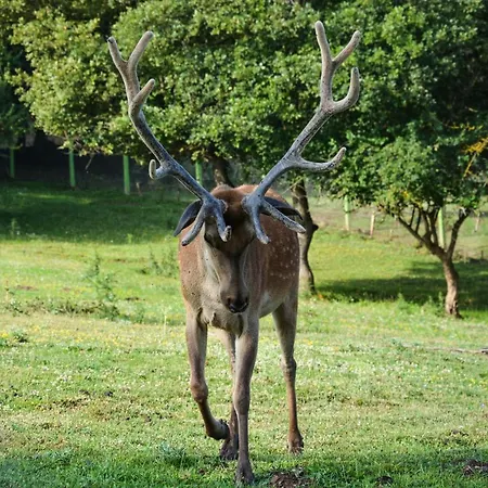 Gazelle & 5*